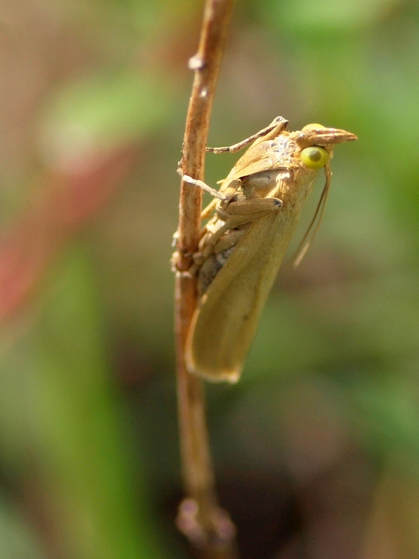 Crambidae da id.